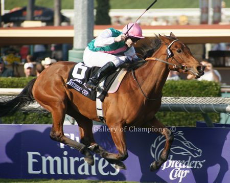 Midday - 2009 Breeder's Cup Winning Horse Photo