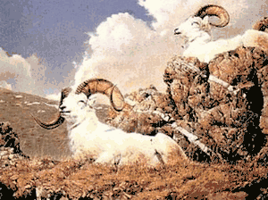 Nancy Glazier - Dall Sheep Primrose Ridge - Dall Sheep Art