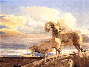 Nancy Glazier - Desert Bighorn Mormon Ridge - Big Horn Sheep Art