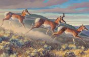 Nancy Glazier - Hi Notes - NEW! - Antelope Art
