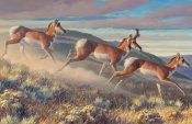 Nancy Glazier - Hi Notes - NEW! - Antelope Art