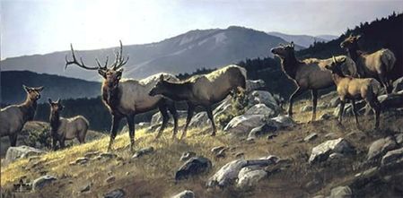 Nancy Glazier - High Country - Limited Edition Elk Art