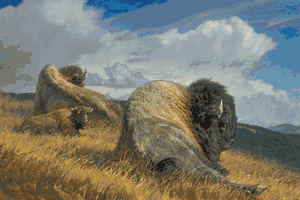 Nancy Glazier - High Ground - Bison Print