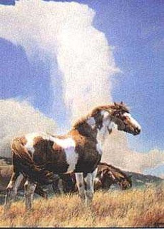 Nancy Glazier - Laughing Wind - Limited Edition Horse Art