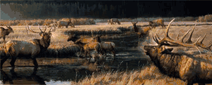 Nancy Glazier - Morning Frost