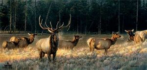 Nancy Glazier - Morning Magic - Elk Print