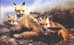 Nancy Glazier - Ravens Feather - Limited Edition Fox Art