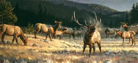 Nancy Glazier - Rocky Mountain Meadow - Elk Print