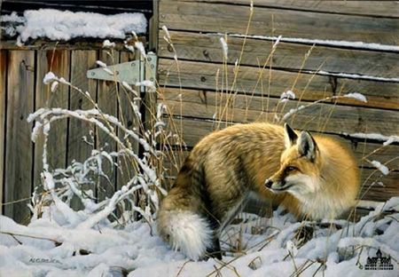 Nancy Glazier - Shed Door Fox - Limited Edition