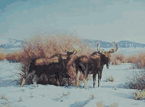 Nancy Glazier - Winter Table Moose - Limited Edition Moose Art UNAVAILABLE