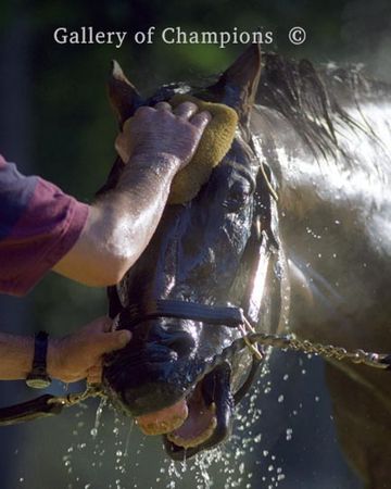 One Cool Cigar - Champion Thoroughbred Race Horse