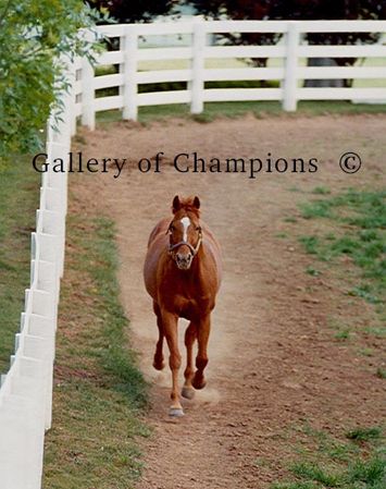Pasture Photo of Race Horse Affirmed Running