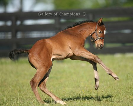Photo of Thoroughbred Energetic Filly Weanling