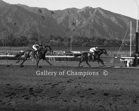 Picture of Race Horse Ack Ack Winning The 1971 Santa Anita Handicap