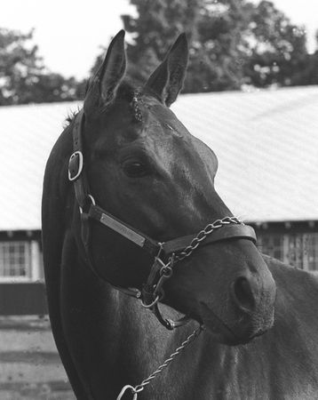Picture of Thoroughbred Race Horse Buckpasser - Portrait