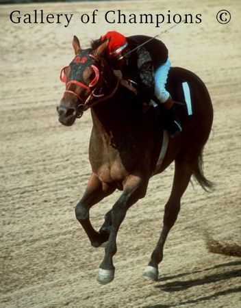 Race Horse Buckpasser - Arlington Classic Art Print