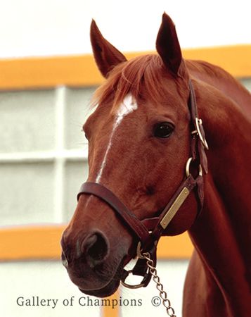 Race Horse Secretariat Portrait - Art Photo