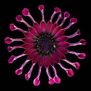 Richard Reynolds - African Daisy 2 - Flower Print