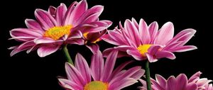 Richard Reynolds - African Daisy - Flower Print