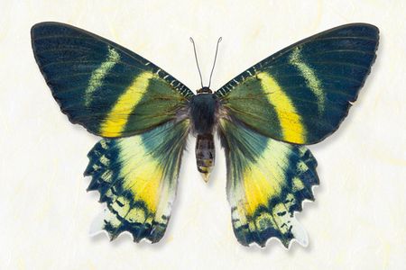 Richard Reynolds - Alcides Orontes - Butterfly Decor Print