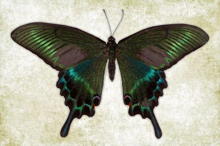 Richard Reynolds - Alpine Black Swallowtail - Butterfly Print