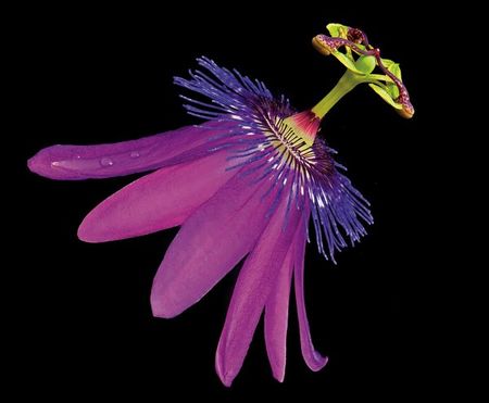 Richard Reynolds - Amethyst Passionflower - Flower Print