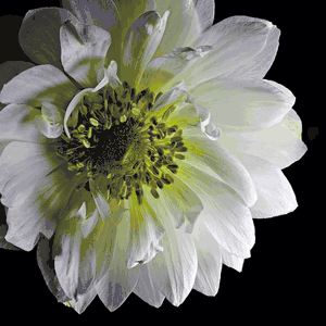 Richard Reynolds - Anemone 2 - Flower Print