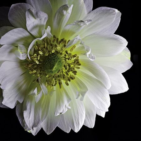 Richard Reynolds - Anemone 2 - Flower Print