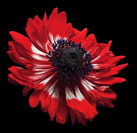 Richard Reynolds - Anemone - Flower Print
