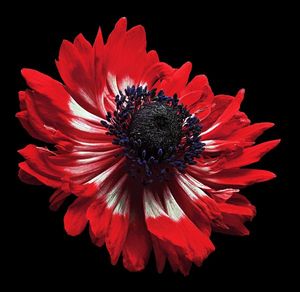 Richard Reynolds - Anemone - Flower Print