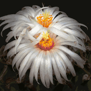 Richard Reynolds - Artichoke Cactus - Flower Print
