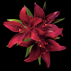 Richard Reynolds – Asiatic Lily - Montenegro – Flower Print