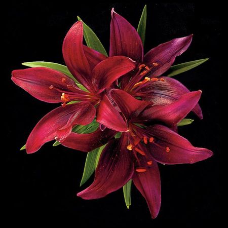 Richard Reynolds – Asiatic Lily - Montenegro – Flower Print