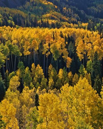 Richard Reynolds - Autumn Aspens - Fall Print
