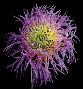 Richard Reynolds - Basket Flower - Floral Print