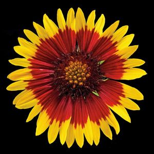 Richard Reynolds – Blanket Flower - Flower Print