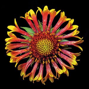Richard Reynolds - Blanketflower Fanfair - Flower Print
