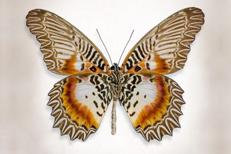 Richard Reynolds - Brown Accented Butterfly - Butterfly Decor Print