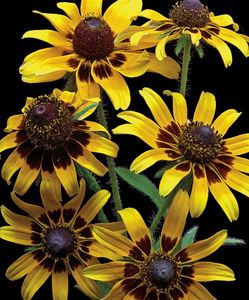 Richard Reynolds - Brown Eyed Daisies - Flower Print