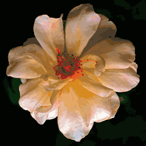 Richard Reynolds - Butterfly Rose- Flower Print