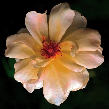 Richard Reynolds - Butterfly Rose- Flower Print