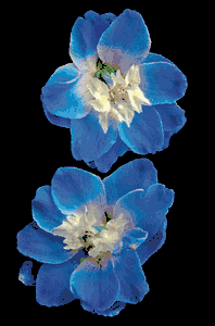 Richard Reynolds - Candle Delphinium - Flower Print