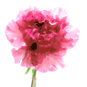 Richard Reynolds - Carnation Purple - Flower Print