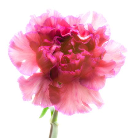 Richard Reynolds - Carnation Purple - Flower Print