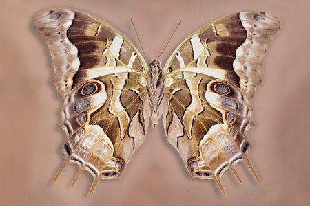Richard Reynolds - Charaxes Analava Underside - Butterfly Decor Print
