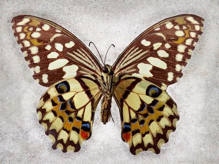 Richard Reynolds - Checkered Swallowtail - Butterfly Decor Print