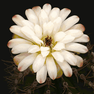 Richard Reynolds - Chin Cactus 1 - Flower Print