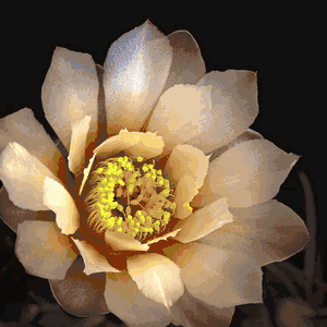 Richard Reynolds - Chin Cactus 2 - Flower Print