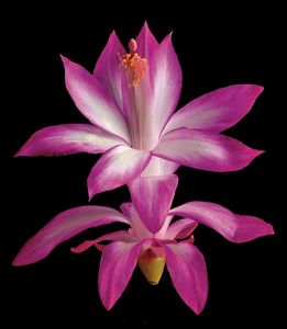 Richard Reynolds - Christmas Cactus - Flower Print