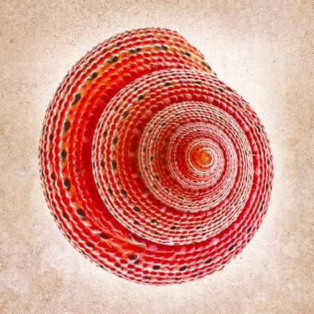 Richard Reynolds - Clanculus Puniceus - Seashell Decor Print